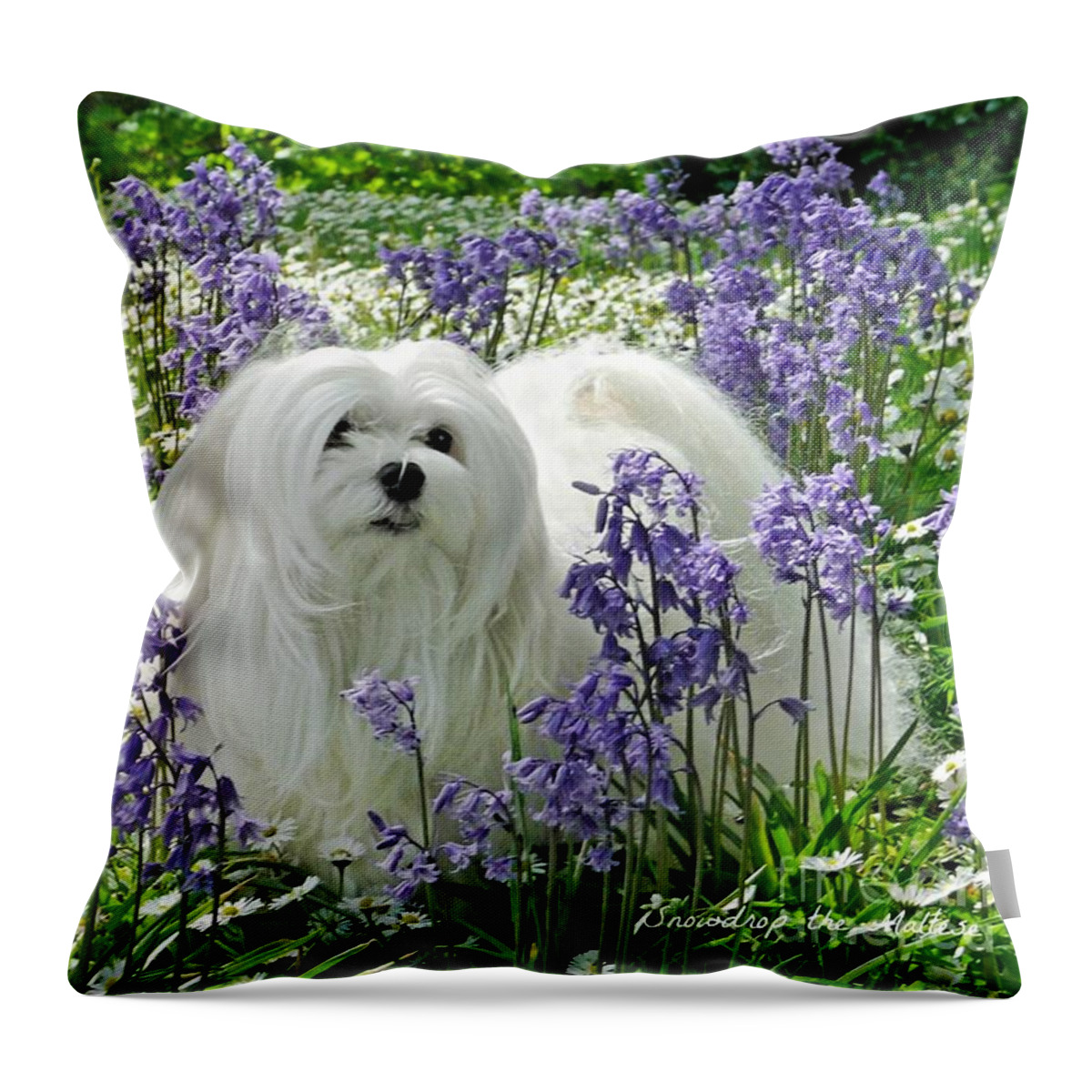Maltese Dog Gifts Throw Pillow featuring the mixed media Snowdrop in the Bluebell Woods by Morag Bates