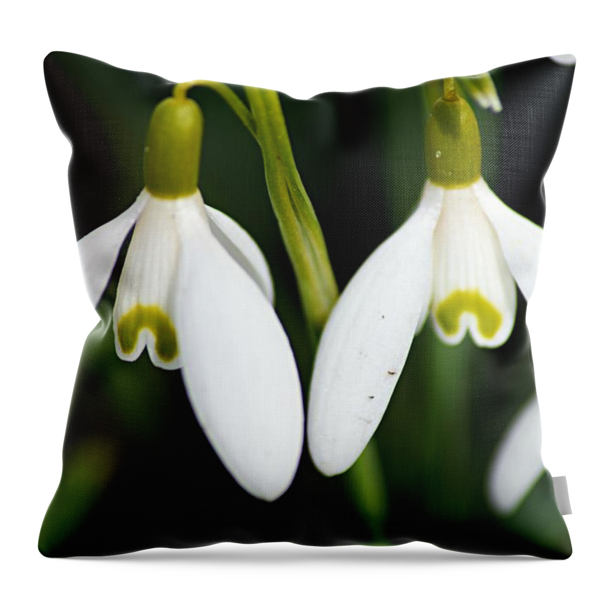 Snowdrops Throw Pillow featuring the photograph Snowdrops by Larry Ricker