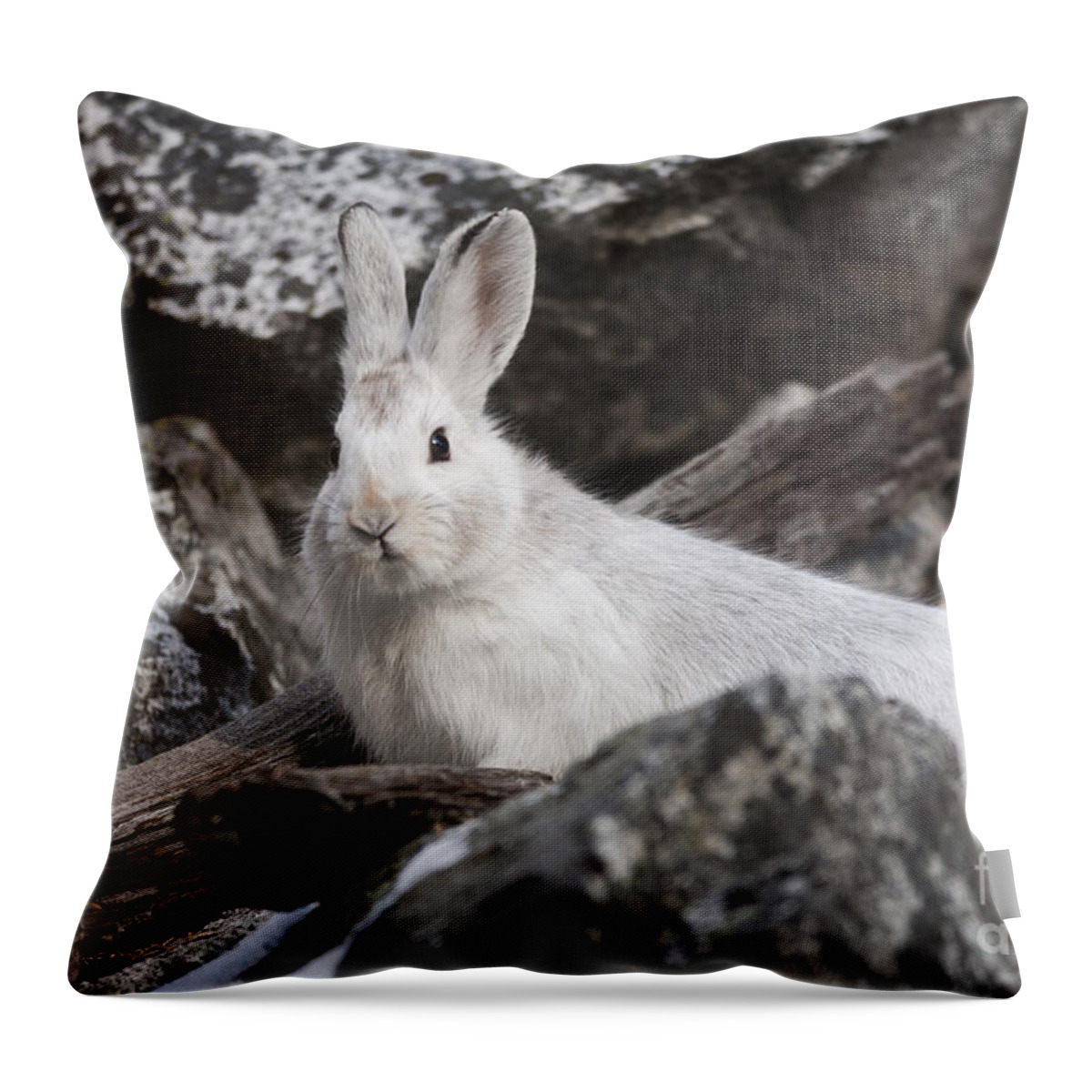 Rabbit Throw Pillow featuring the photograph Snowshoe by Douglas Kikendall