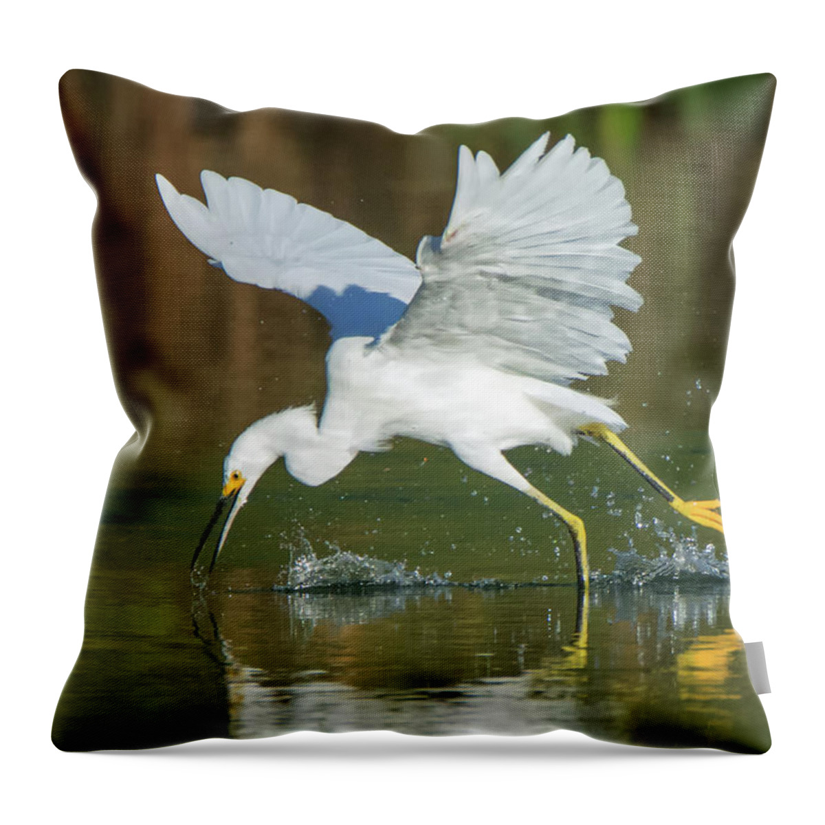Snowy Throw Pillow featuring the photograph Snowy Egret 4845-091917-2cr by Tam Ryan