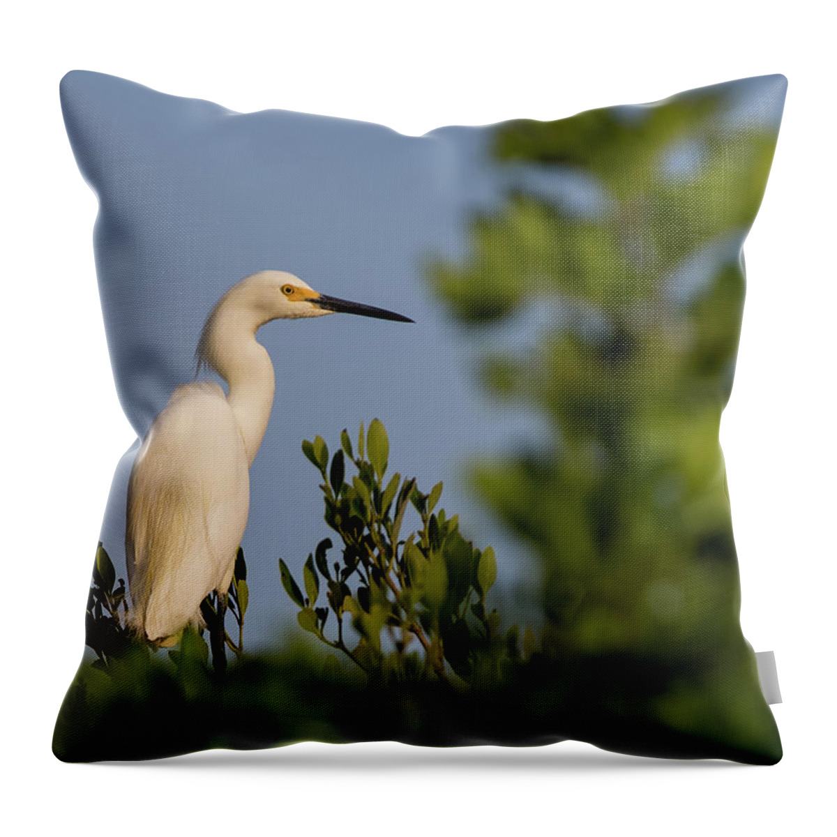 Wildlife Throw Pillow featuring the photograph Snowy Egret by Dillon Kalkhurst