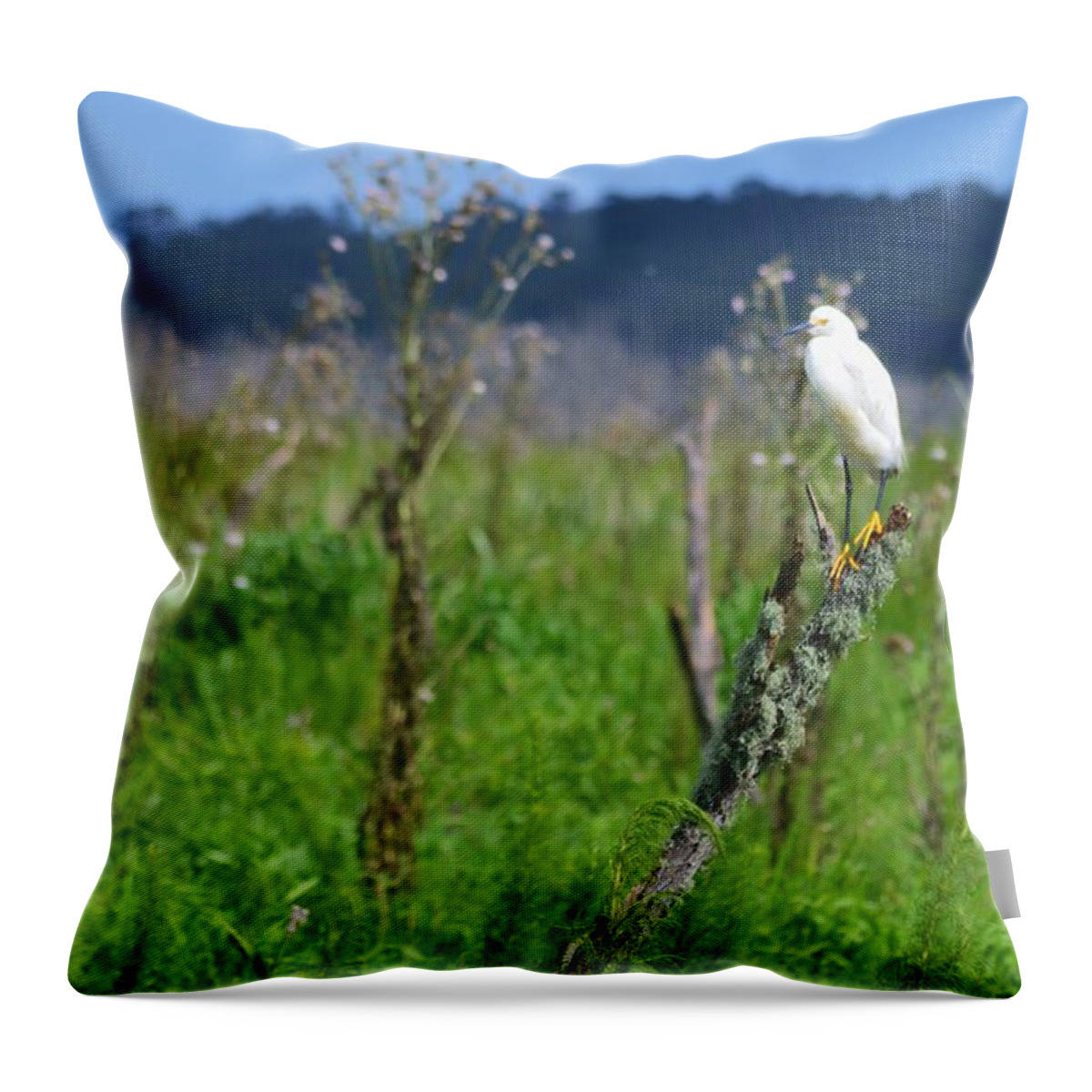 Snowy Egret Landscape Throw Pillow featuring the photograph Snowy Egret Landscape by Warren Thompson