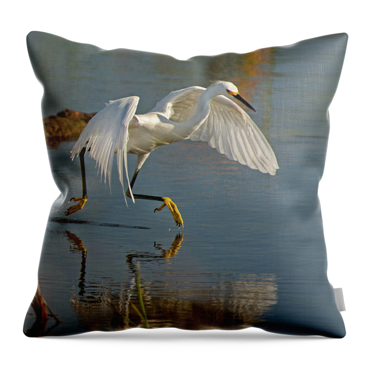 Snowy Egrets Throw Pillow featuring the photograph Snowy Egret on the move by Judi Dressler