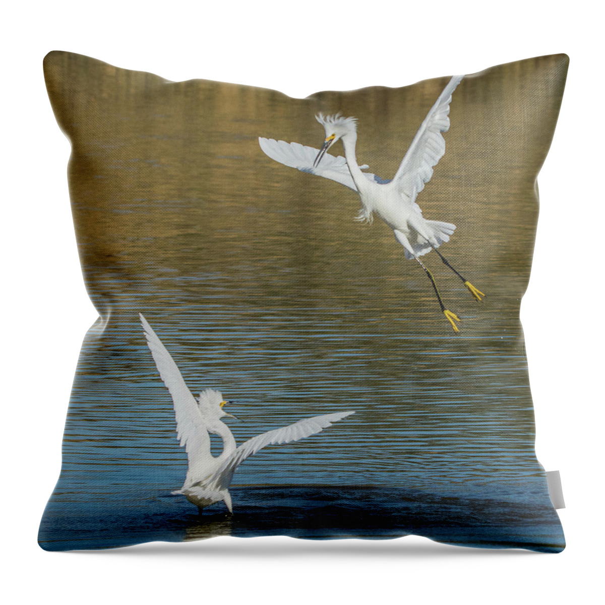 Snowy Throw Pillow featuring the photograph Snowy Egrets Dispute 3612-112317-1cr by Tam Ryan