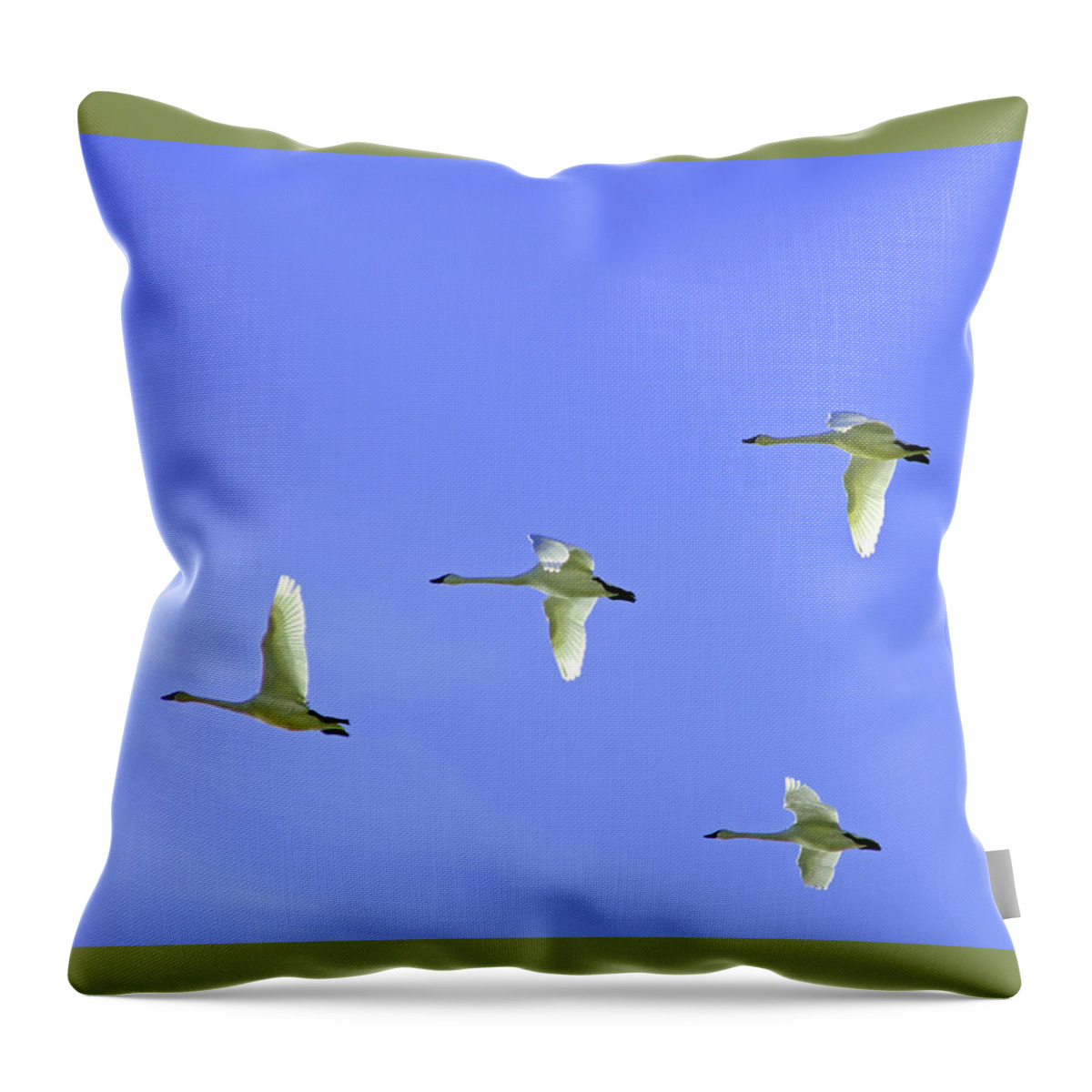 Snowy Egrets Flying In Klanth Wildlife Refuge In California Throw Pillow featuring the photograph Snowy Egrets by Dr Janine Williams