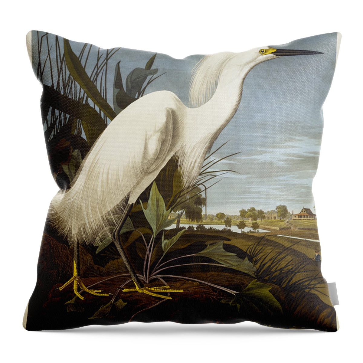 Snowy Heron Or White Egret Throw Pillow featuring the drawing Snowy Heron by John James Audubon