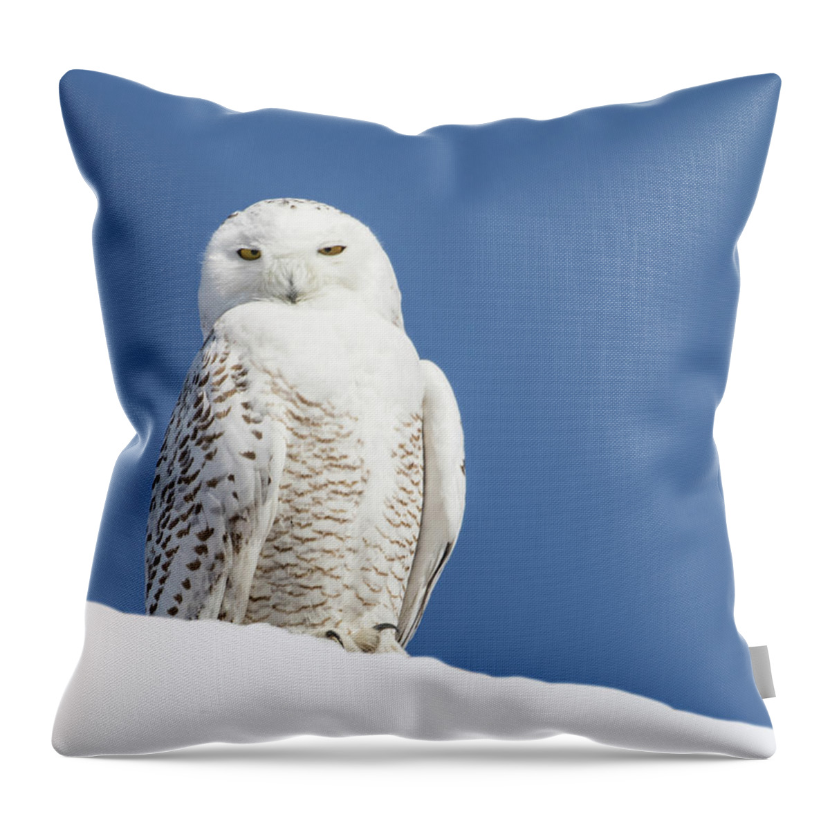 Snowy Owl Throw Pillow featuring the photograph Snowy Owl #1 by Mindy Musick King