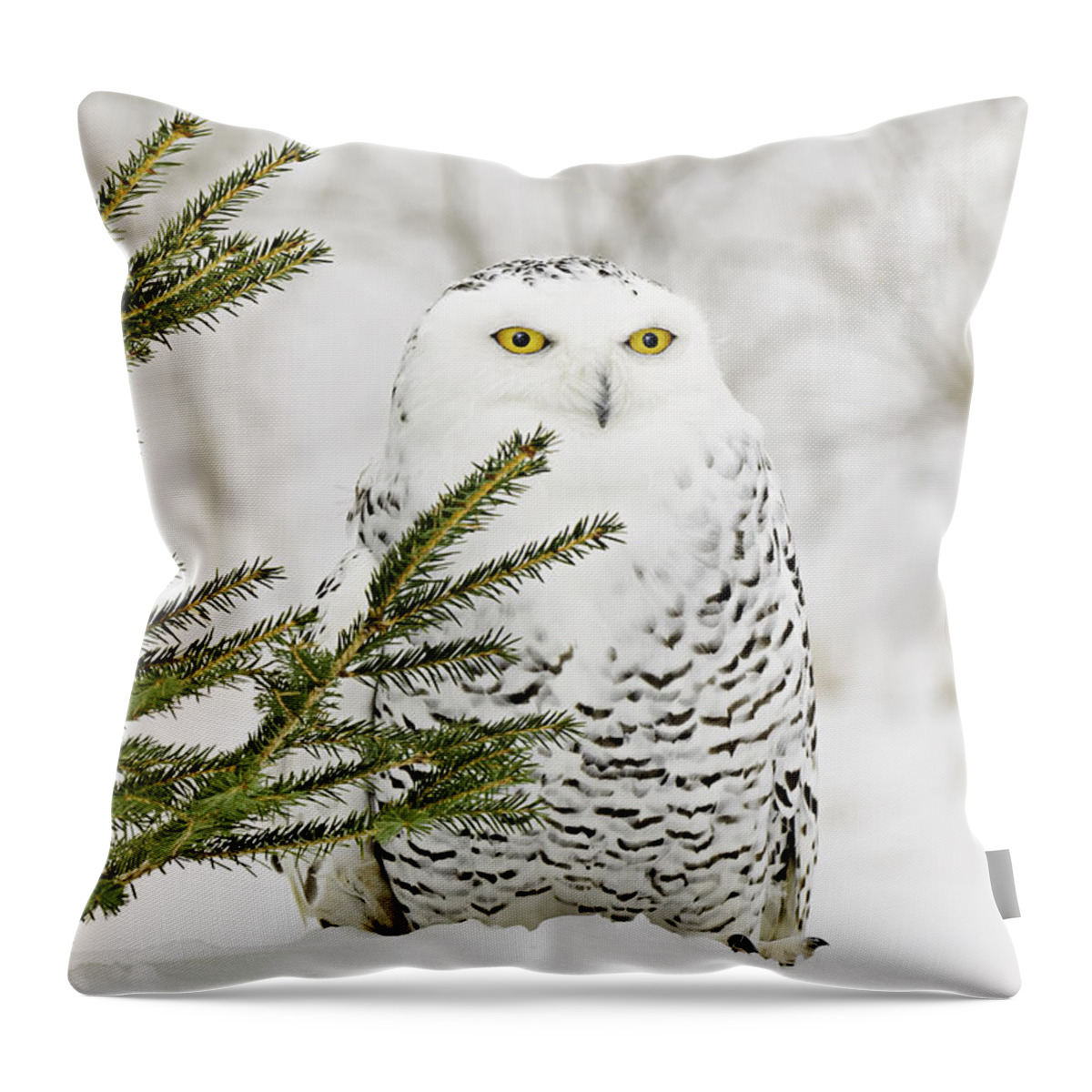 Snowy Owl Throw Pillow featuring the photograph Snowy Owl in the Snow by LeeAnn McLaneGoetz McLaneGoetzStudioLLCcom