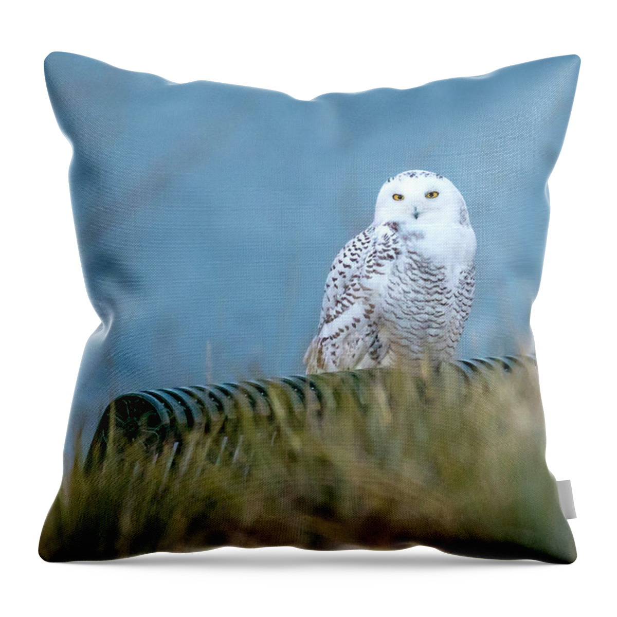 Snowy Owls Throw Pillow featuring the photograph Snowy Owl on a park bench by Judi Dressler