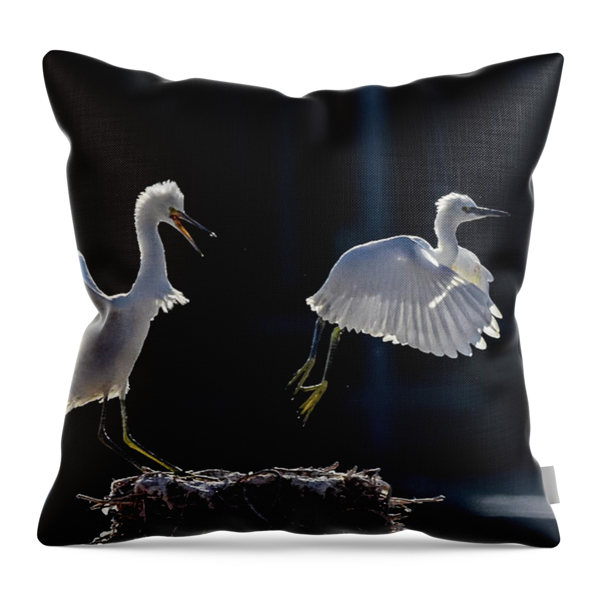 Snowy White Egret Throw Pillow featuring the photograph Snowy White Egrets 4 by Rick Mosher