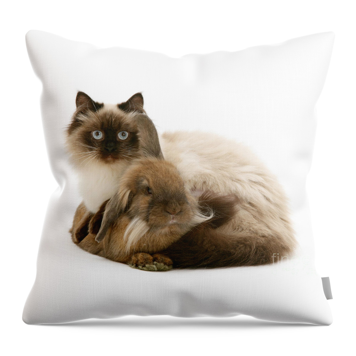 Young Birman Throw Pillow featuring the photograph Snuggled up with Puss by Warren Photographic