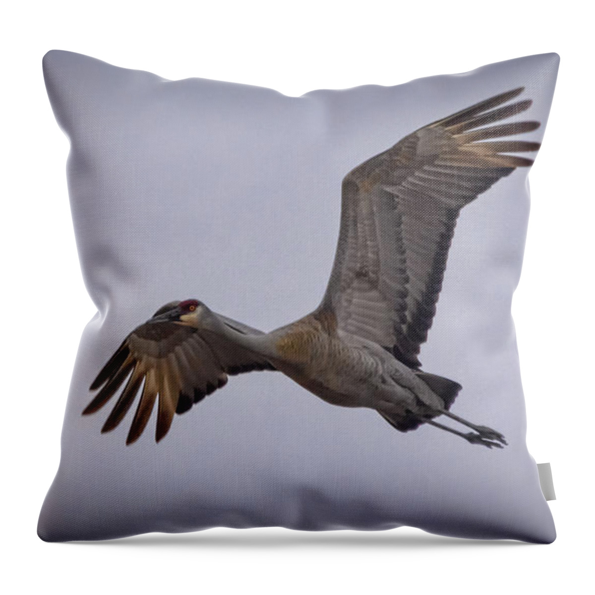 Bird Throw Pillow featuring the photograph Soaring Sandhill Crane by Janice Pariza