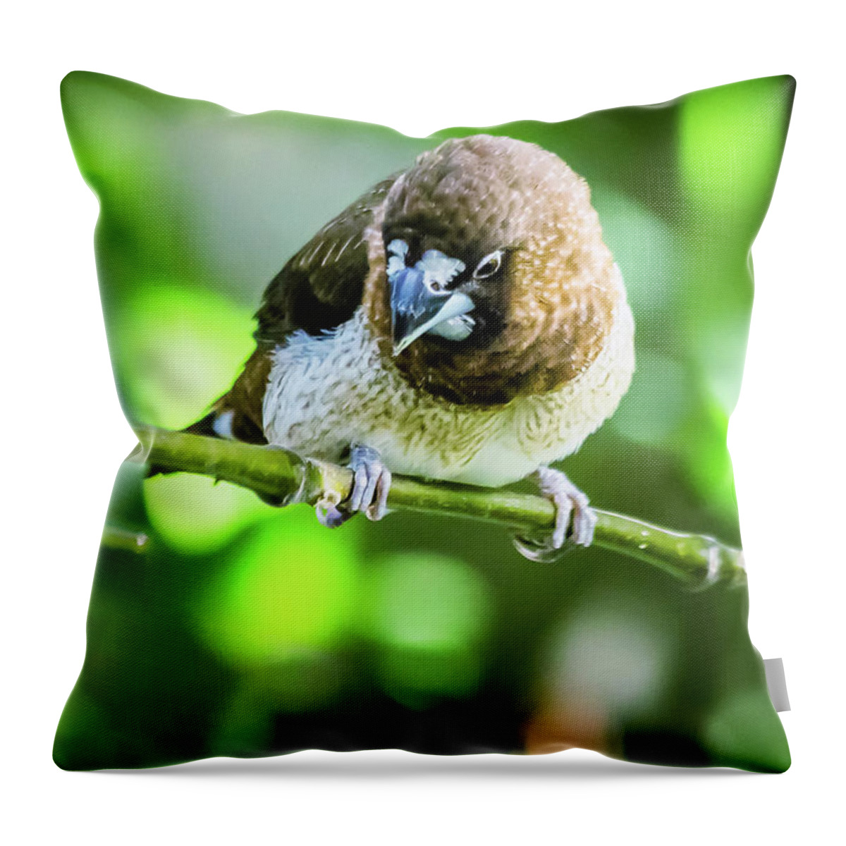 Animal Throw Pillow featuring the photograph Society finch by SAURAVphoto Online Store