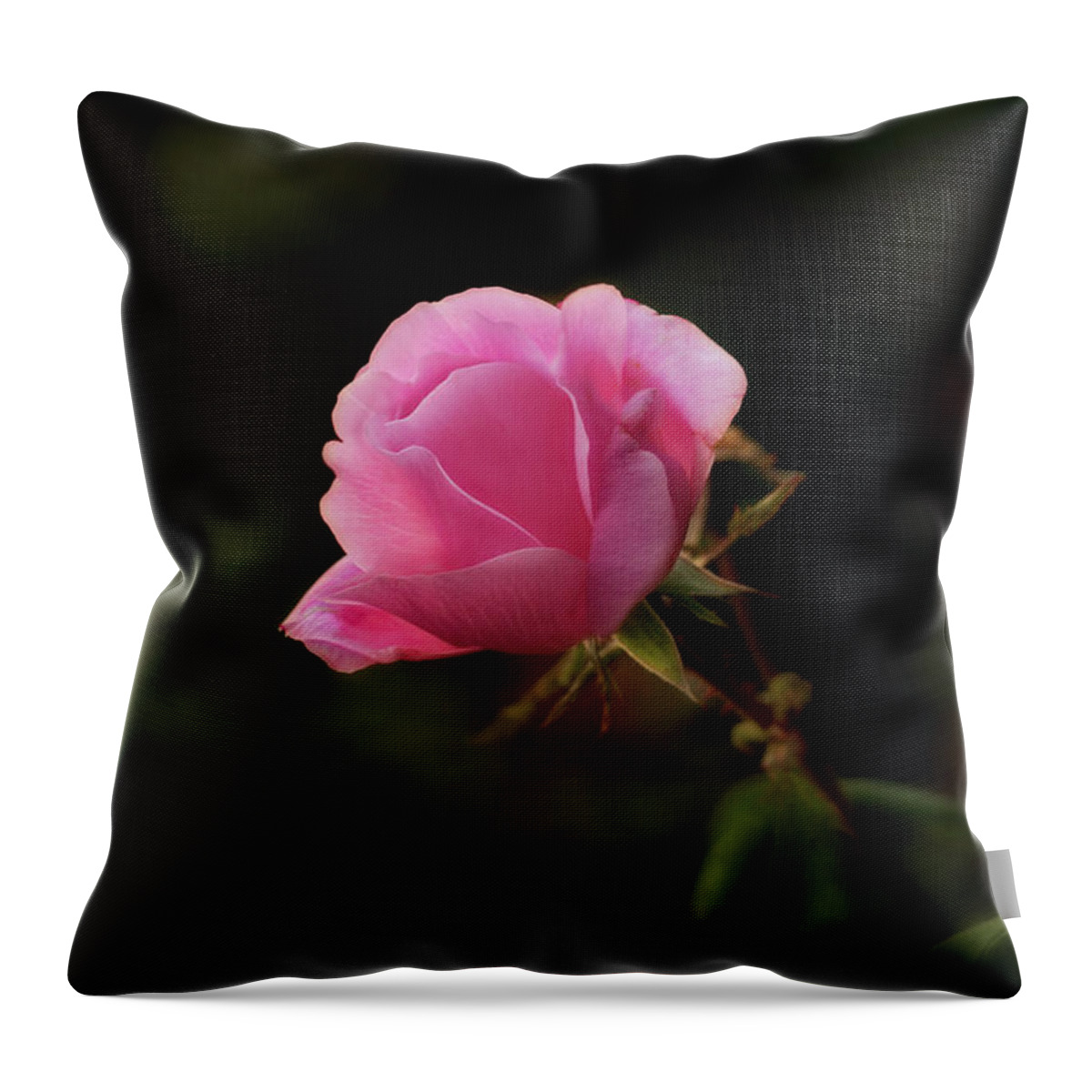 Rose Throw Pillow featuring the photograph Soft and Pink on Dark by Mary Jo Allen