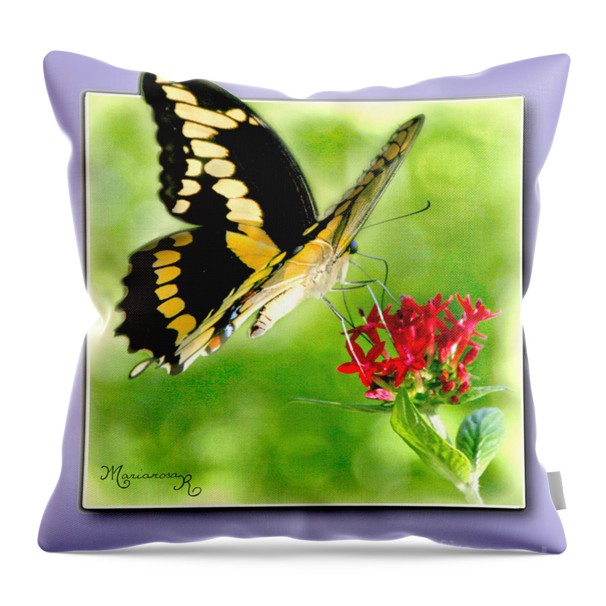 Fauna Throw Pillow featuring the photograph Soft Landing by Mariarosa Rockefeller