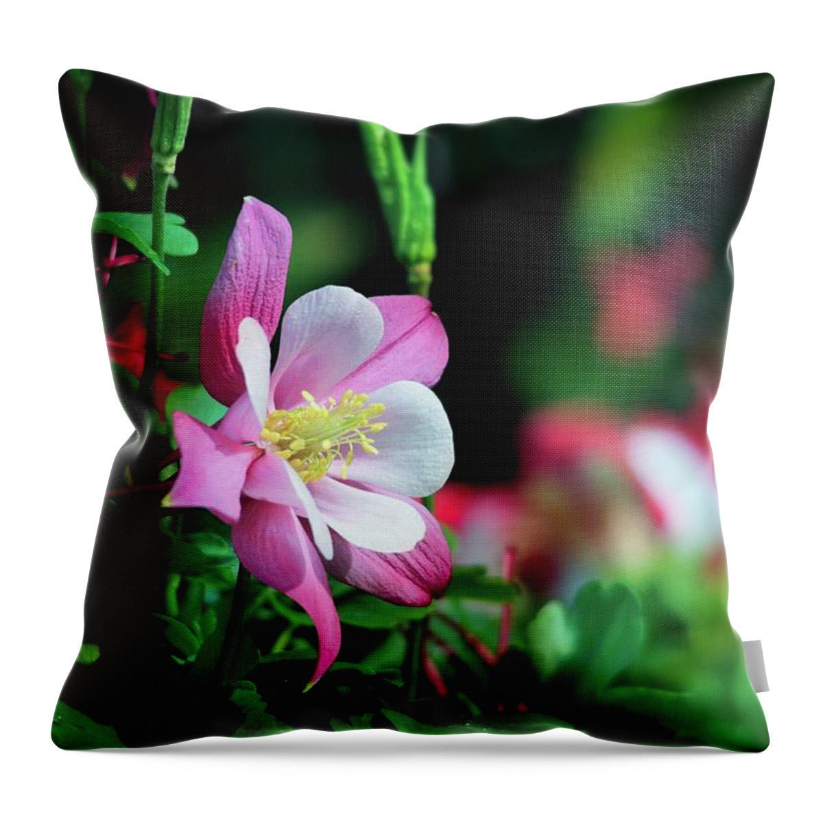 Wildflowers Throw Pillow featuring the photograph Soft Pink Columbine by Lynn Bauer