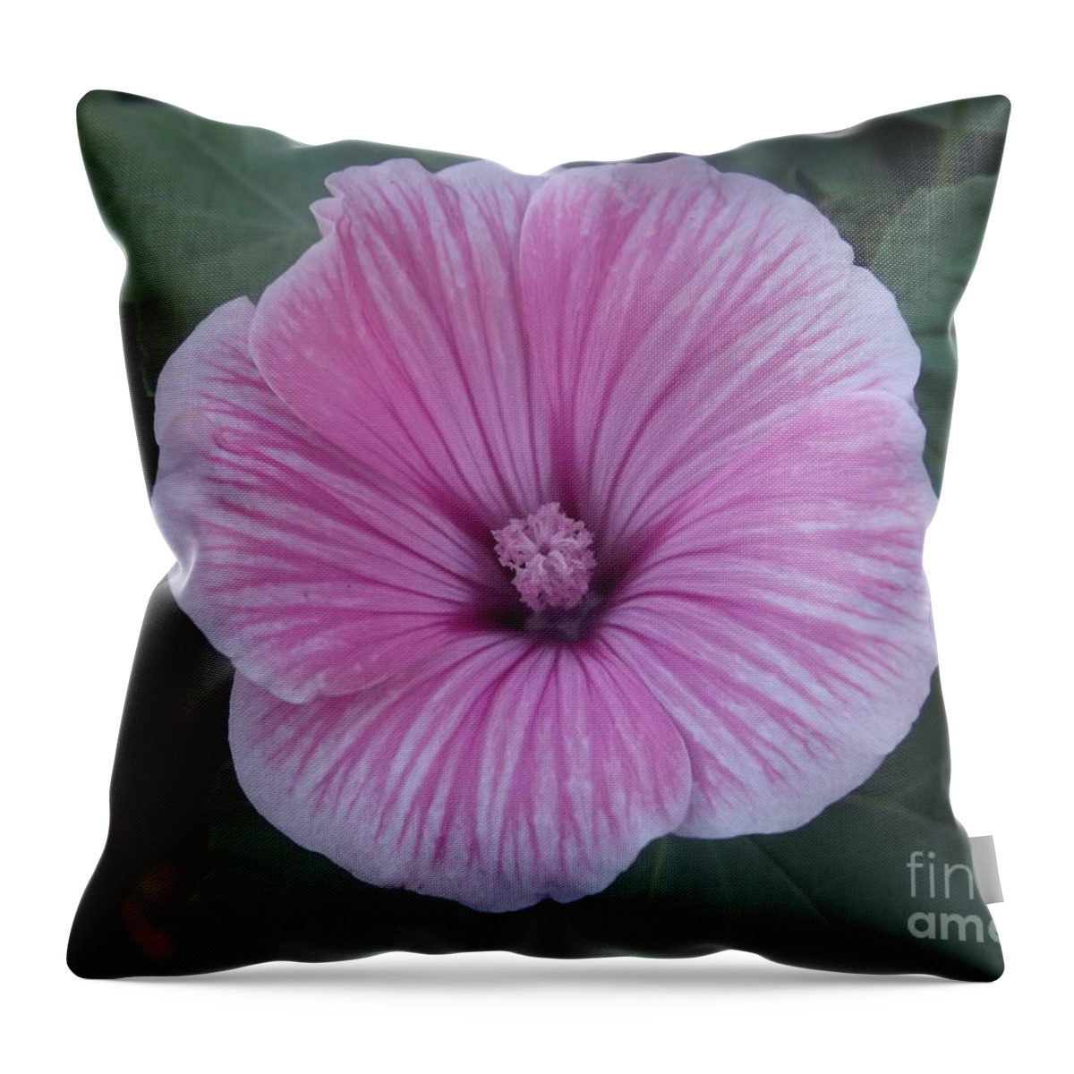Mallow Throw Pillow featuring the photograph Soft Pink Lavatera by Lingfai Leung
