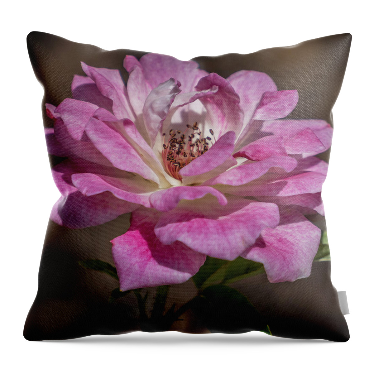 Florida Throw Pillow featuring the photograph Soft rose by Jane Luxton