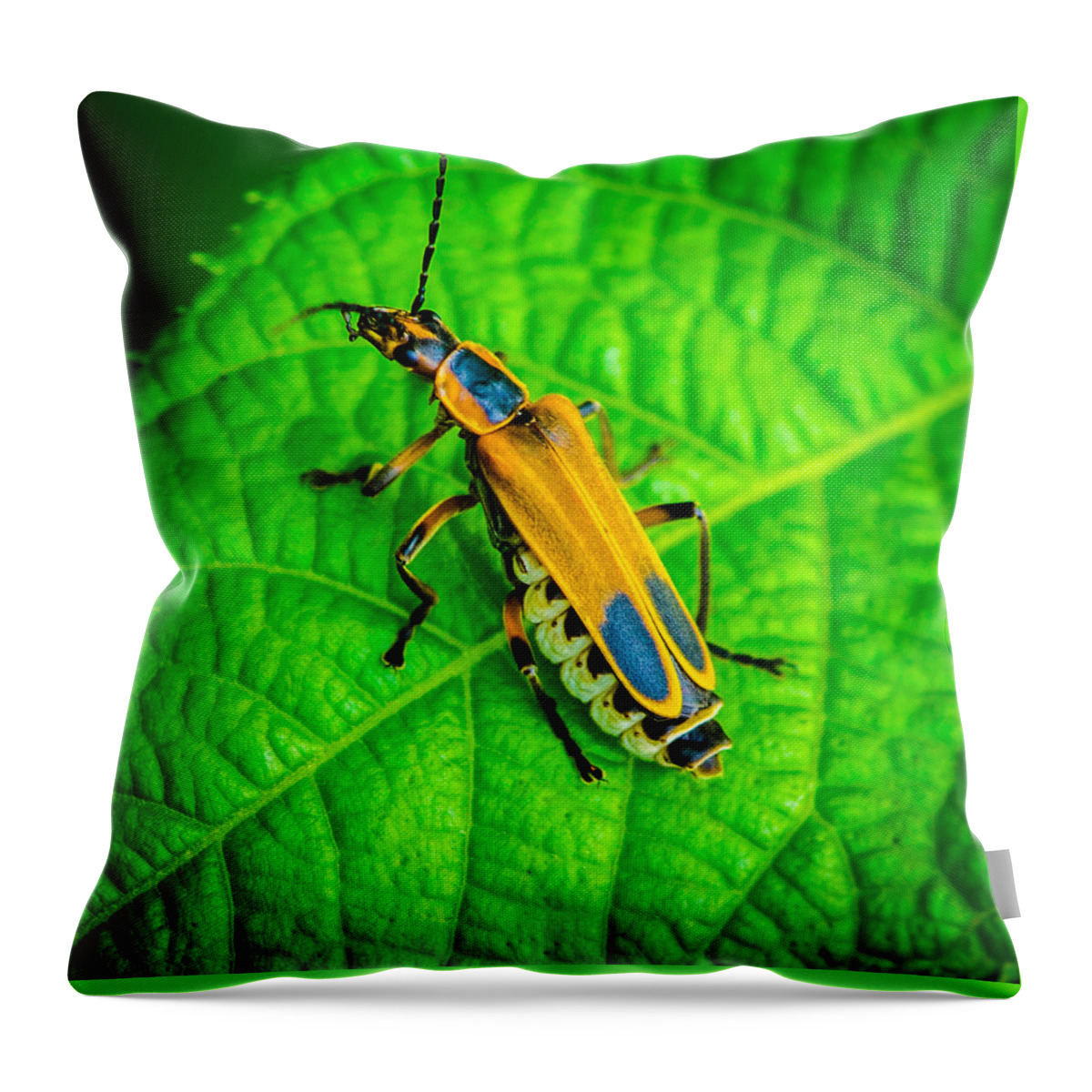 Soldierbeatle Throw Pillow featuring the photograph Soldier Beatle Macro by Bruce Pritchett