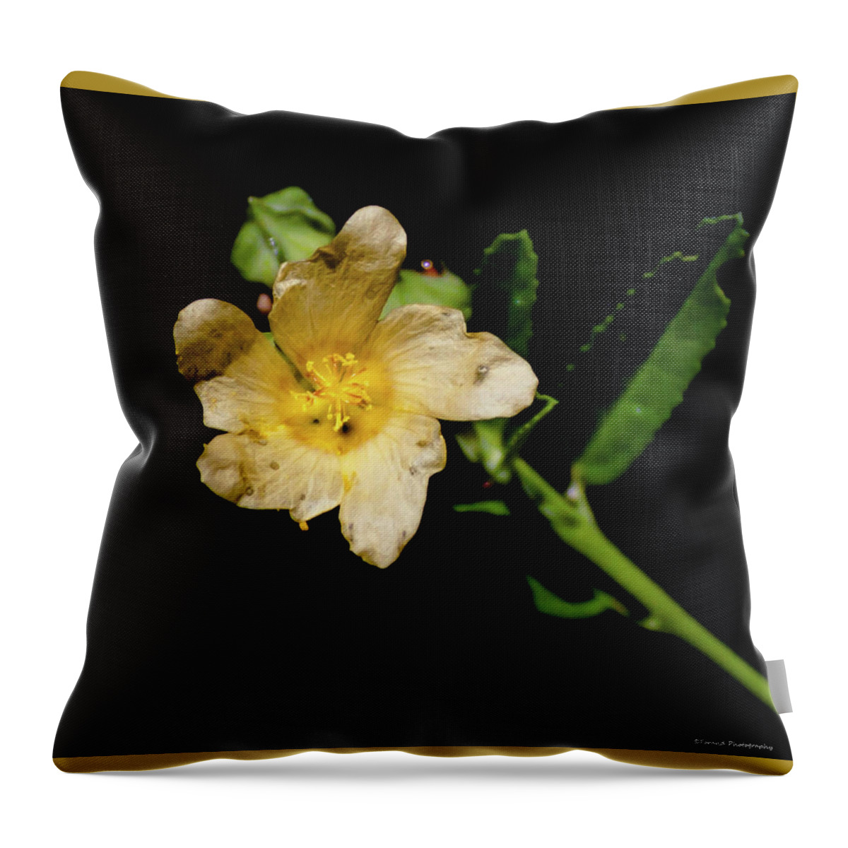 Solo Flower Throw Pillow featuring the photograph Solo by Debra Forand