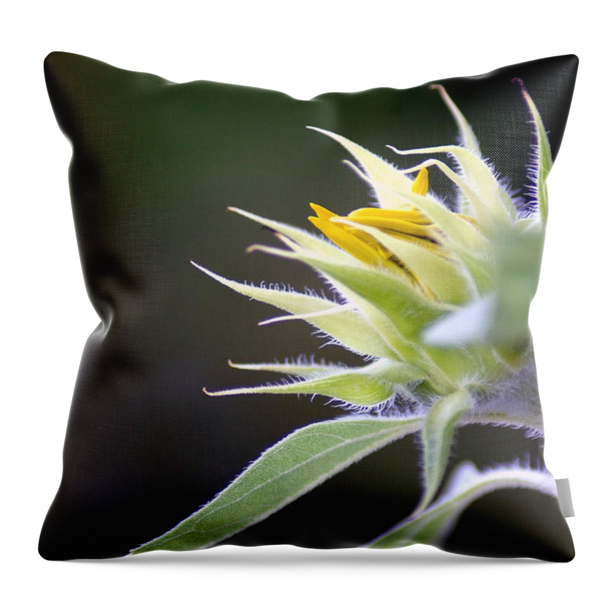 Sunflower Throw Pillow featuring the photograph Someday Soon by Donna Bentley