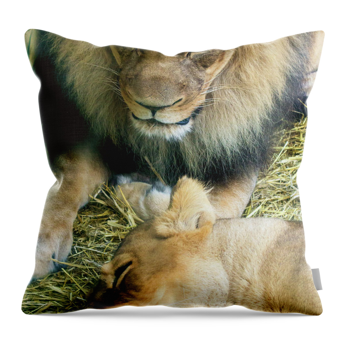 Wildlife Throw Pillow featuring the photograph Someone to Watch Over Me by David Stasiak