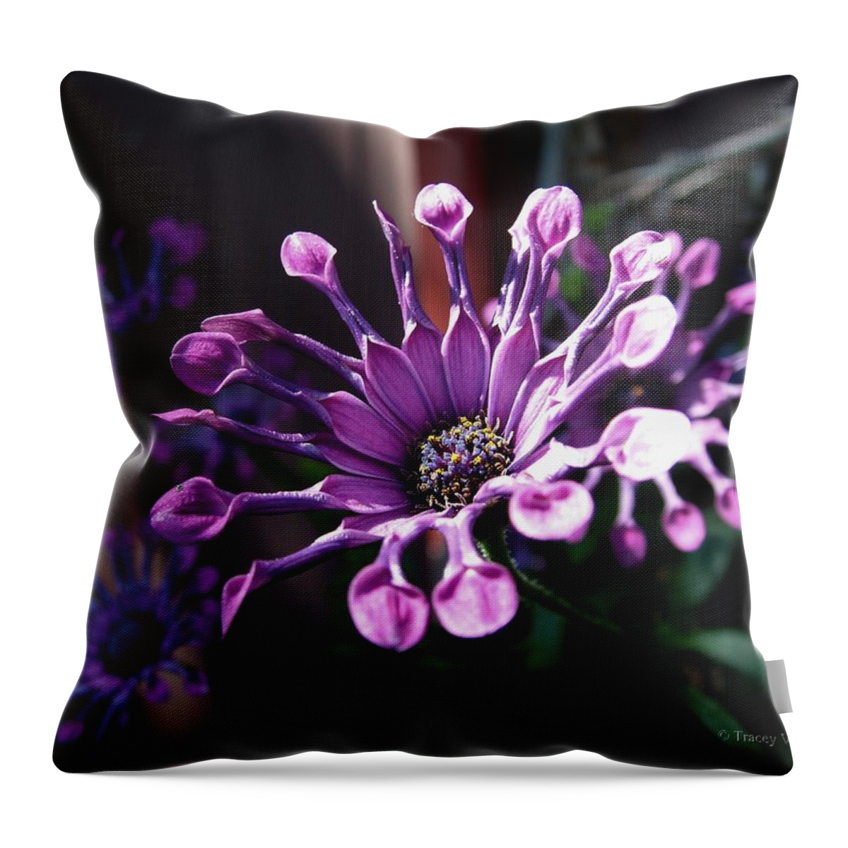 South African Daisy Throw Pillow featuring the photograph South African Daisy by Tracey Vivar