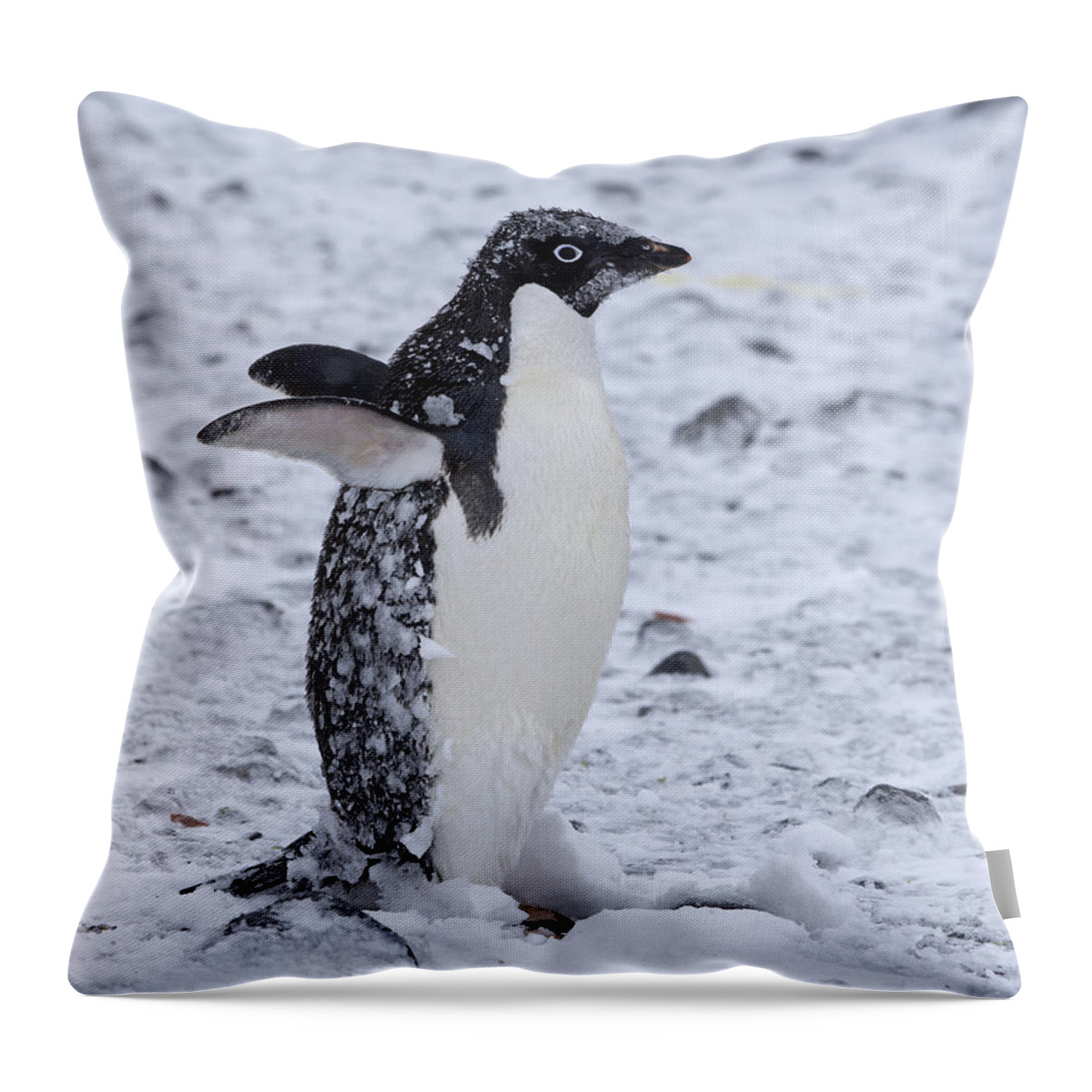 Adelie Penguin Throw Pillow featuring the photograph Southern Comfort by Tony Beck