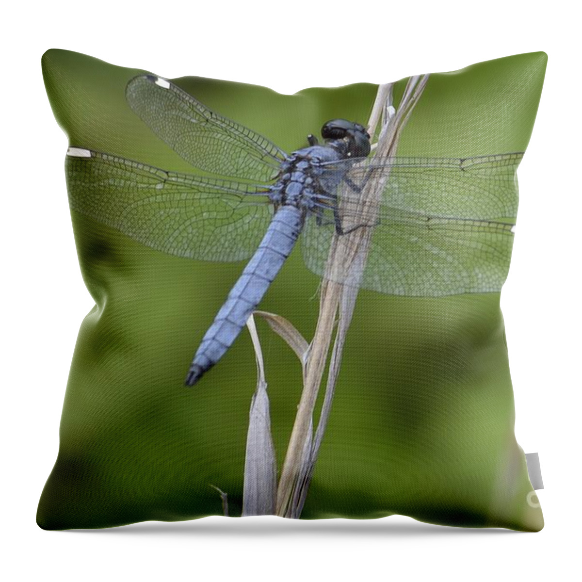 Blue Throw Pillow featuring the photograph Spangled Skimmer by Randy Bodkins