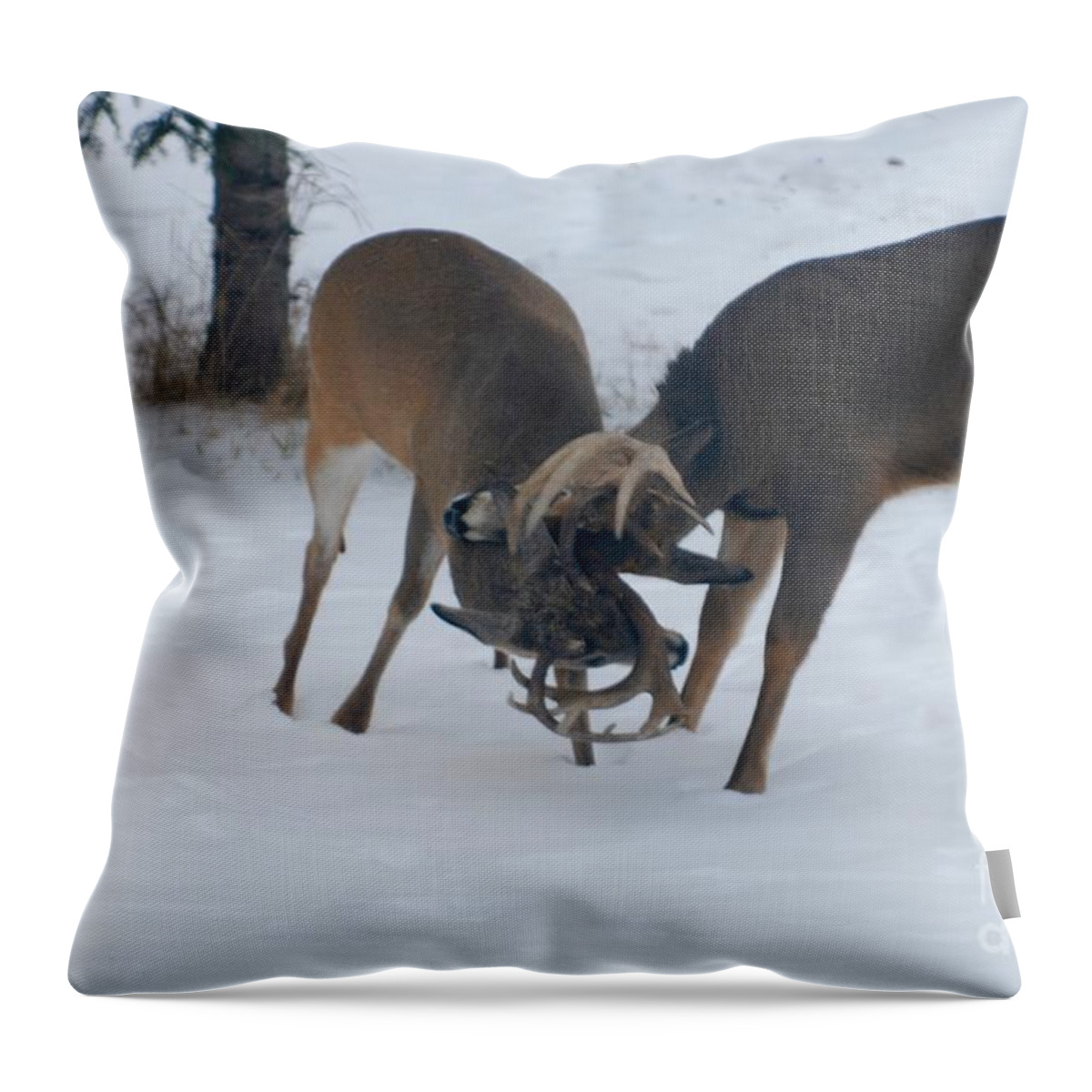 White-tailed Deer Throw Pillow featuring the photograph Sparring Bucks by Sandra Updyke