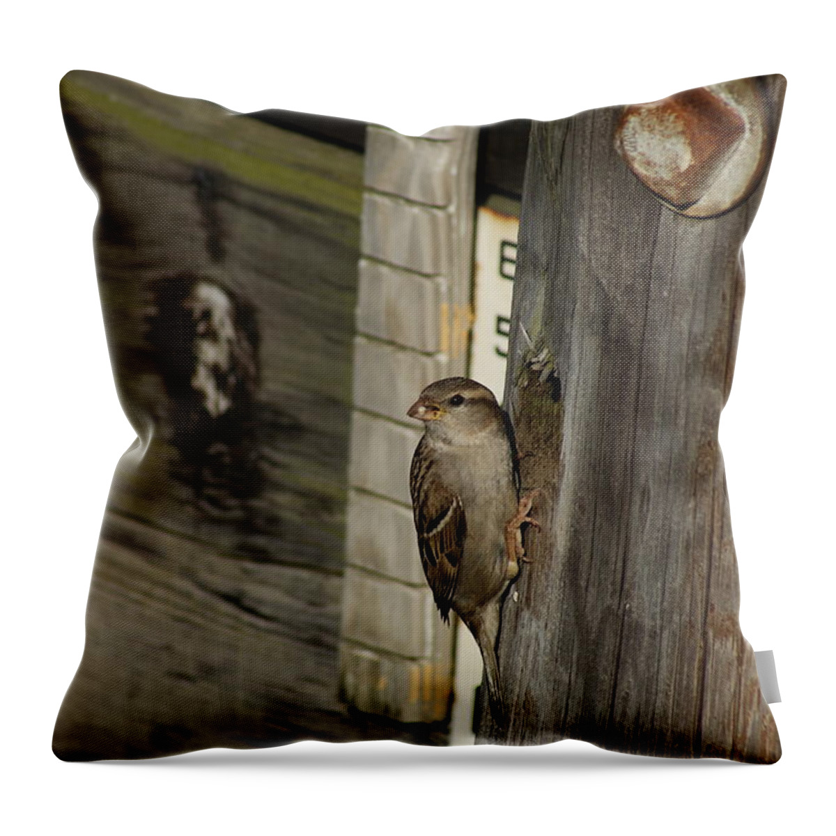Bird Throw Pillow featuring the photograph Sparrow in Pier Townhouse by Margie Avellino