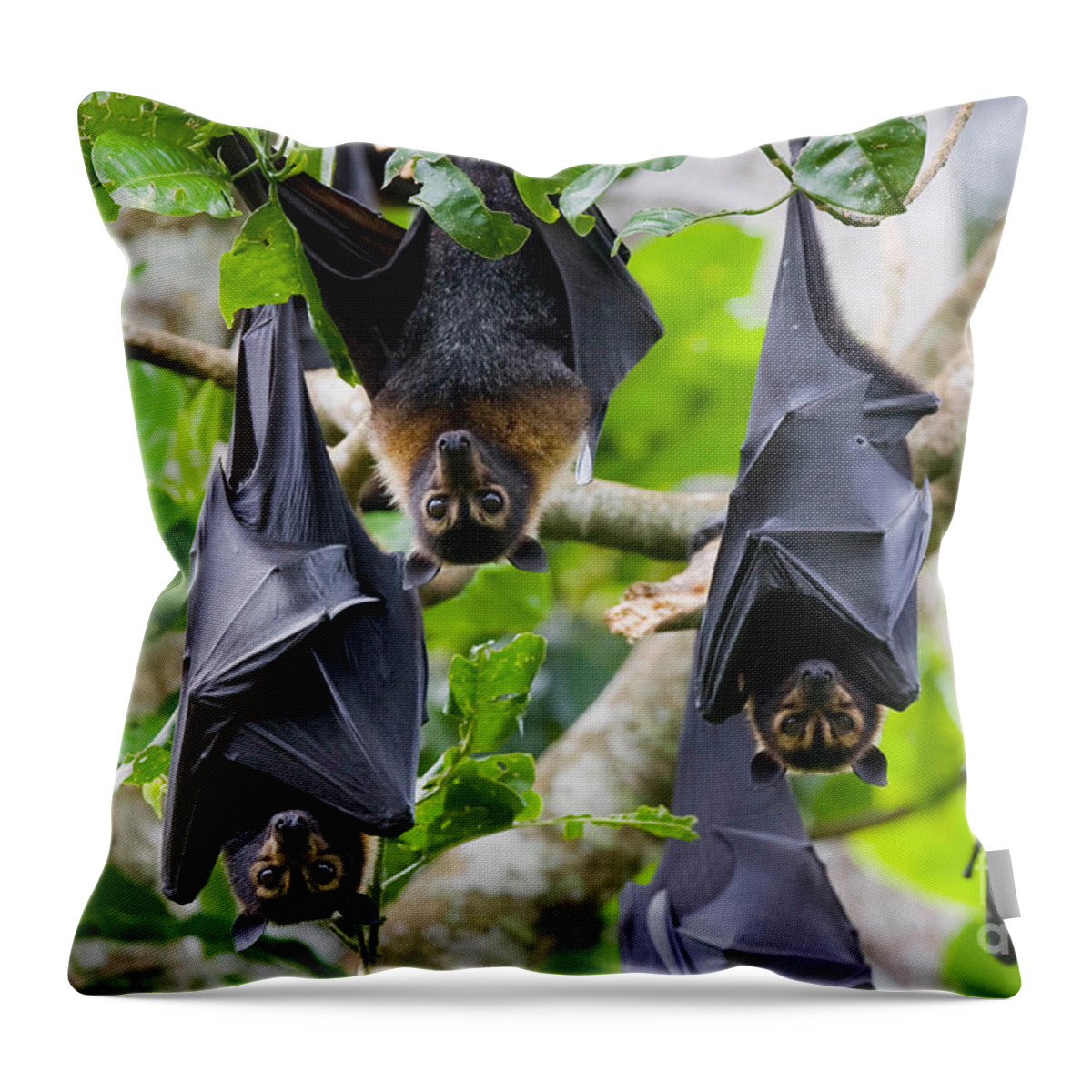 Animal Throw Pillow featuring the photograph Spectacled Flying Foxes by B. G. Thomson