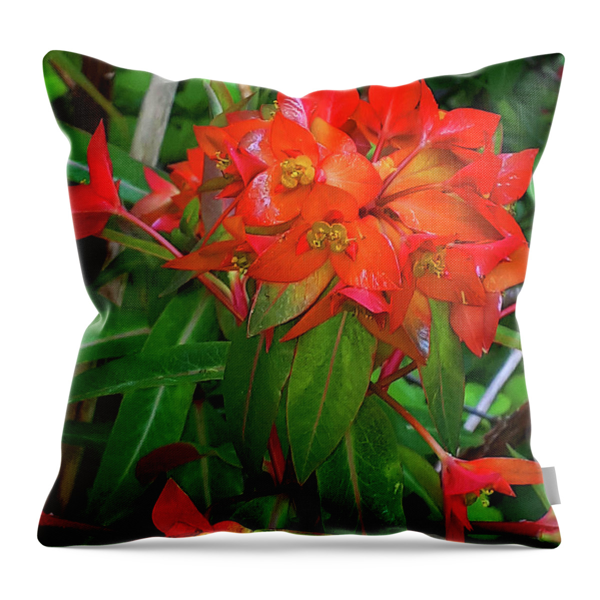 Euphorbia Throw Pillow featuring the photograph Spectacular Orange Euphorbia or Spurge by Brenda Kean