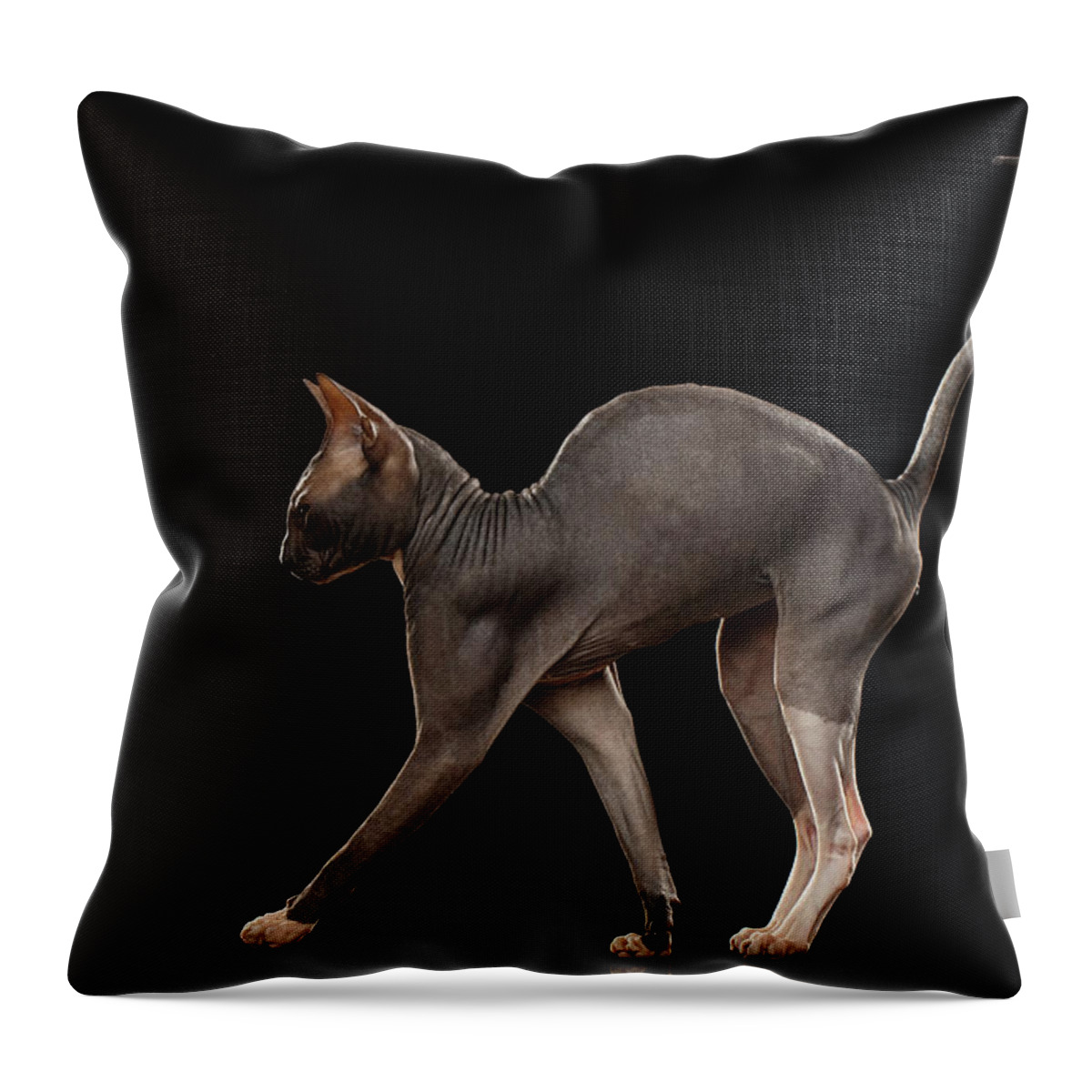 Cat Throw Pillow featuring the photograph Sphynx Cat Funny Standing Isolated on Black Mirror by Sergey Taran