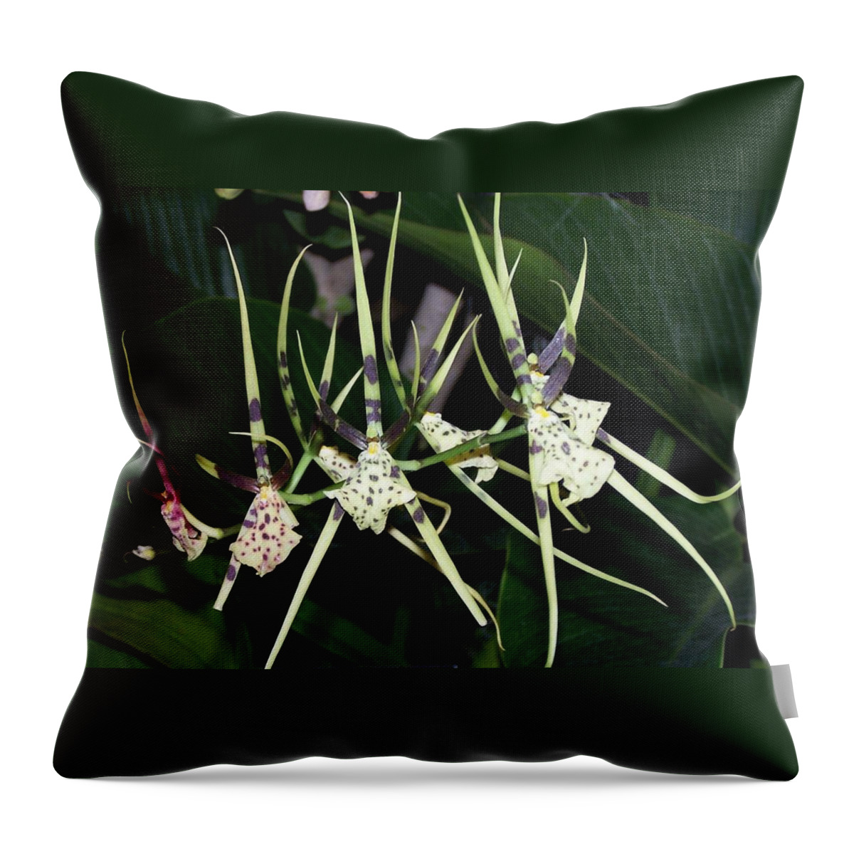 Orchid Throw Pillow featuring the photograph Spider Orchid by Joan Gal-Peck