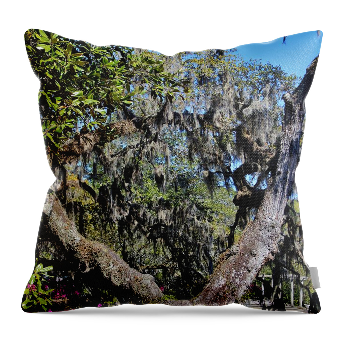 Split Tree Throw Pillow featuring the photograph Split Tree Beauty by Cynthia Guinn