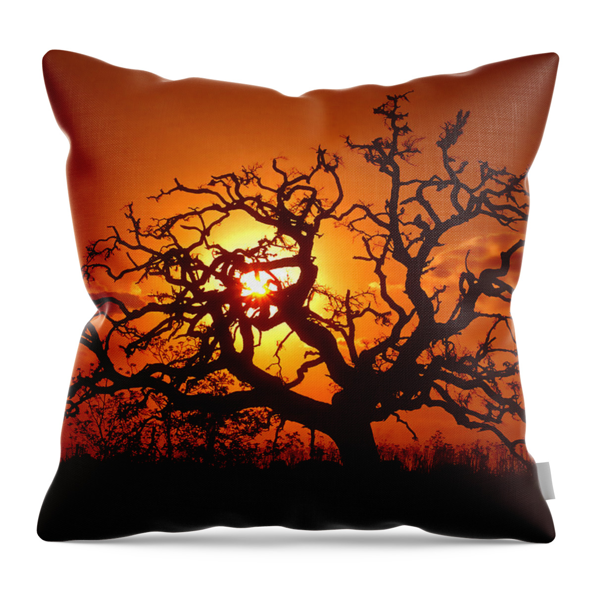 Spooky Throw Pillow featuring the photograph Spooky Tree by Stephen Anderson