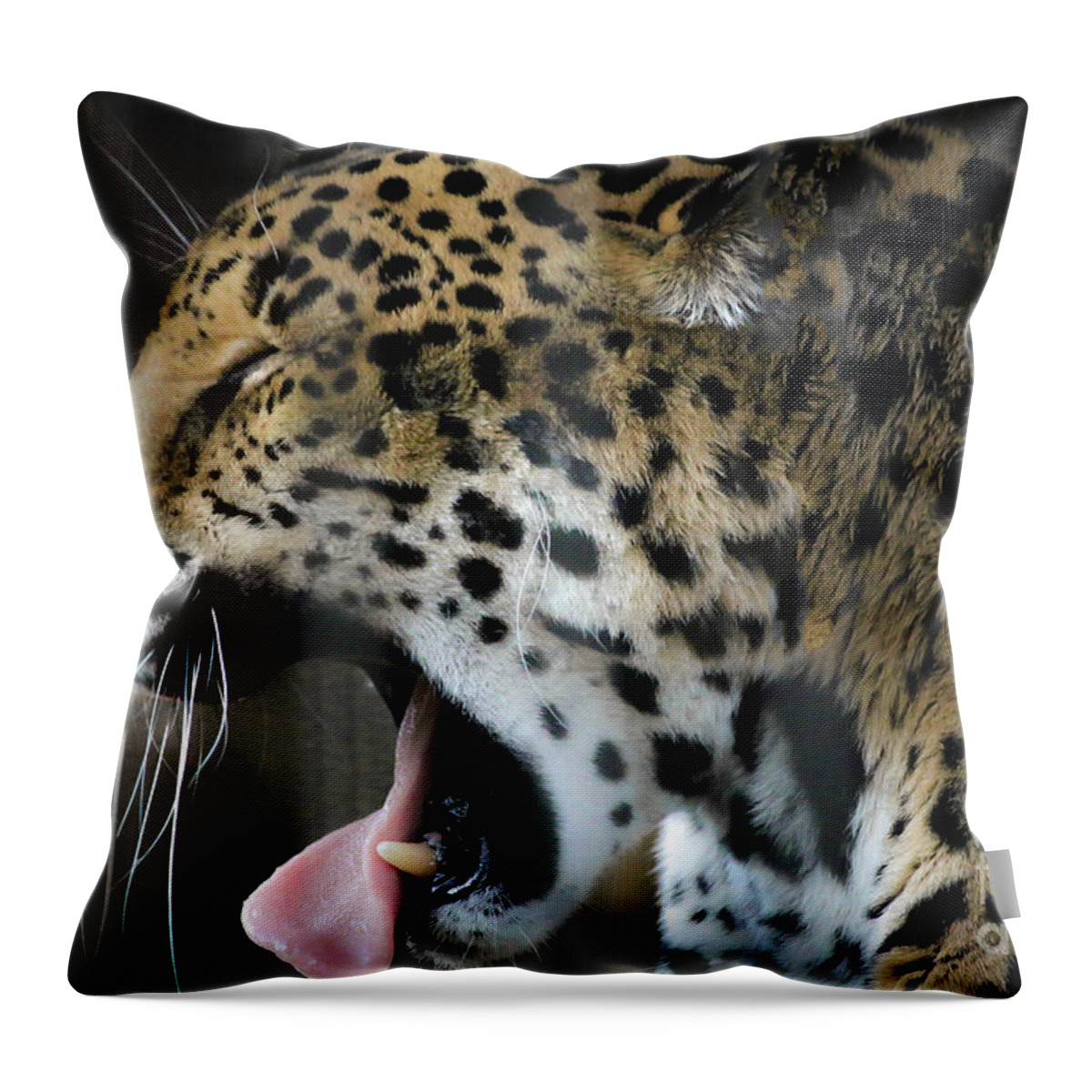 Spotted Jaguar Throw Pillow featuring the photograph Spotted Jaguar Memphis Zoo by Veronica Batterson
