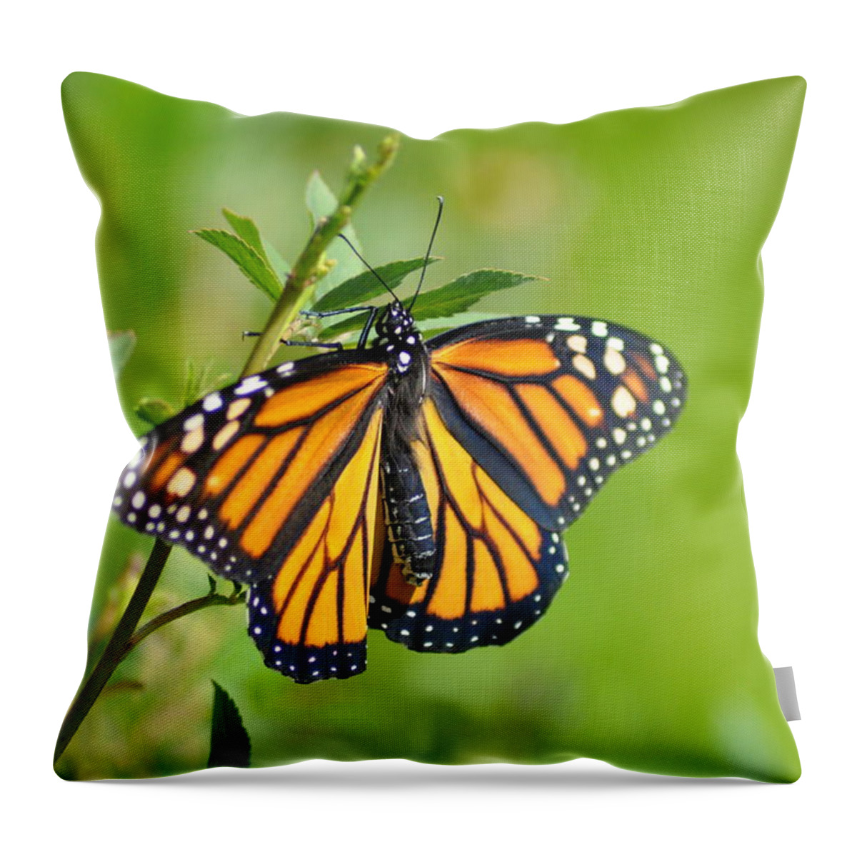 Butterfly Throw Pillow featuring the photograph Spread Your Wings by Bill Cannon