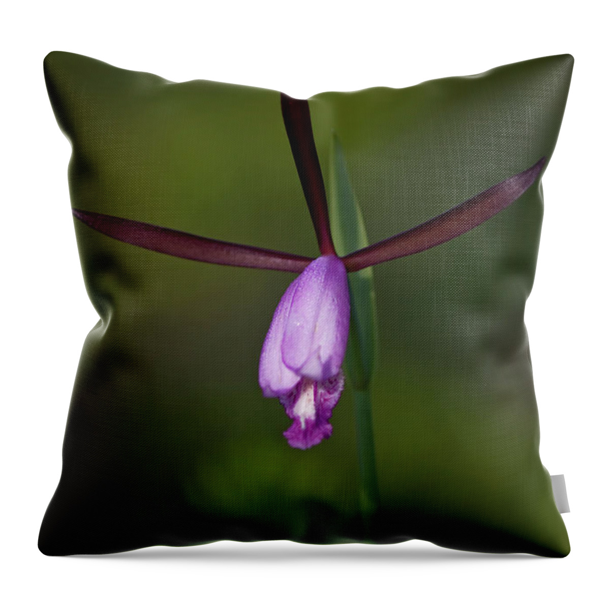Orchid Throw Pillow featuring the photograph Spreading Pogonia by Bob Decker