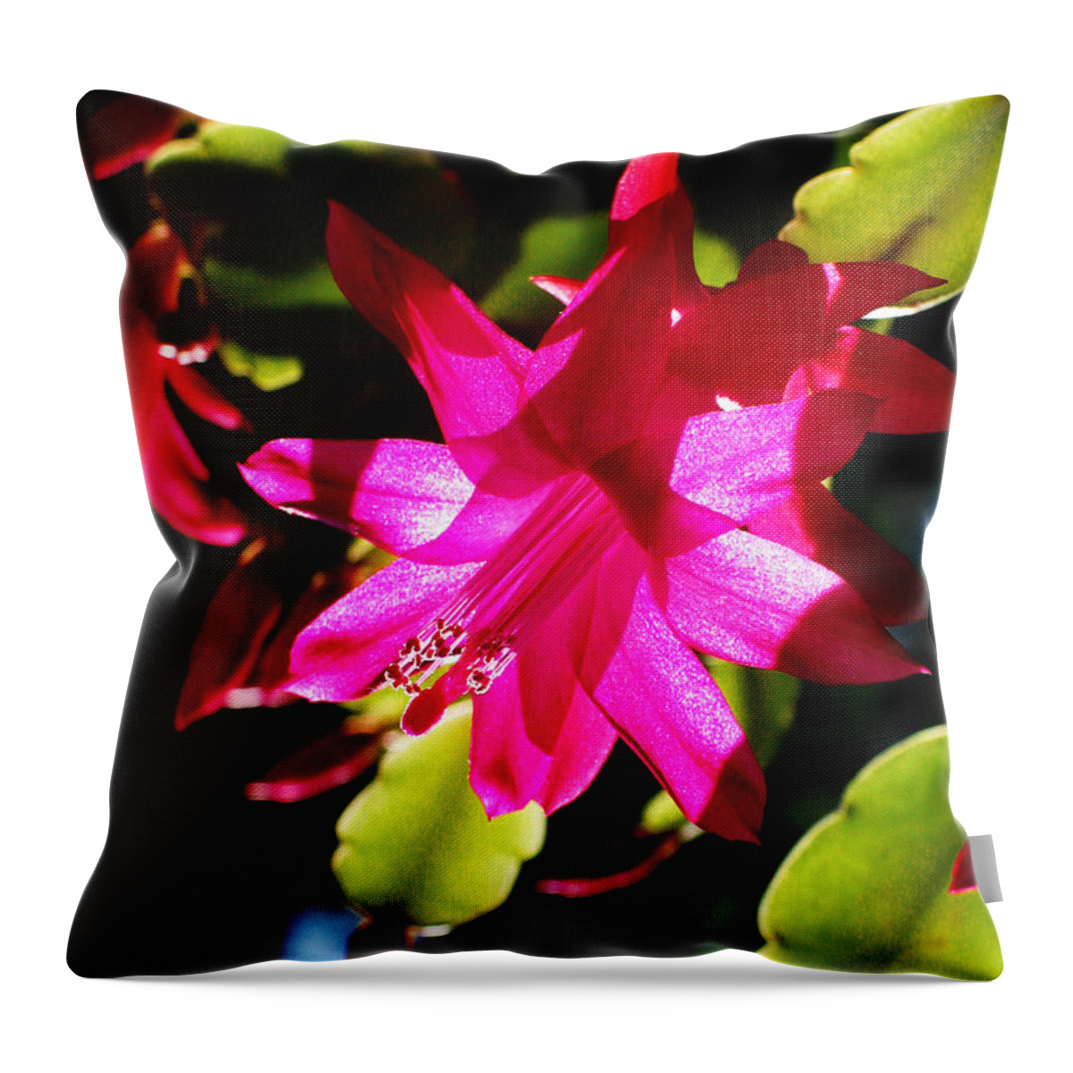 Cactaceae Throw Pillow featuring the photograph Spring Blossom 15 by Xueling Zou