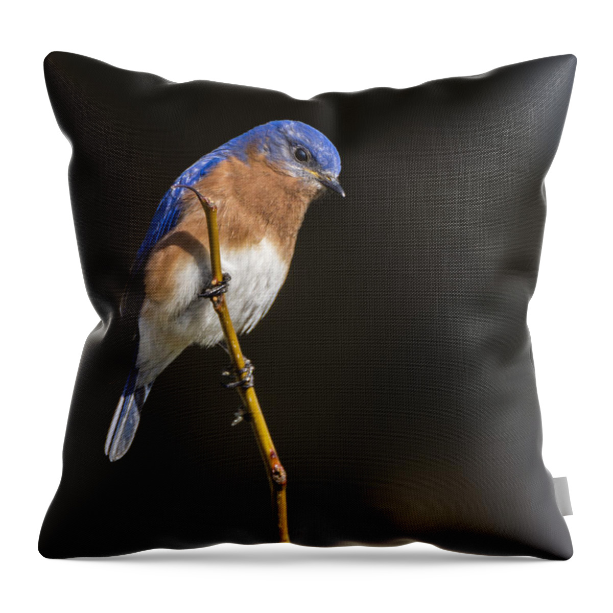Bluebird Throw Pillow featuring the photograph Spring Bluebird by Andy Smetzer