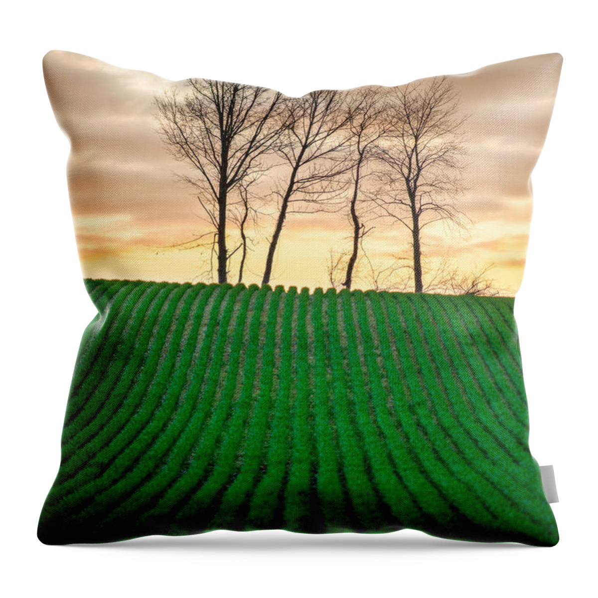 Rural Throw Pillow featuring the photograph Spring Corn Rows of the Midwest by Matt Hammerstein