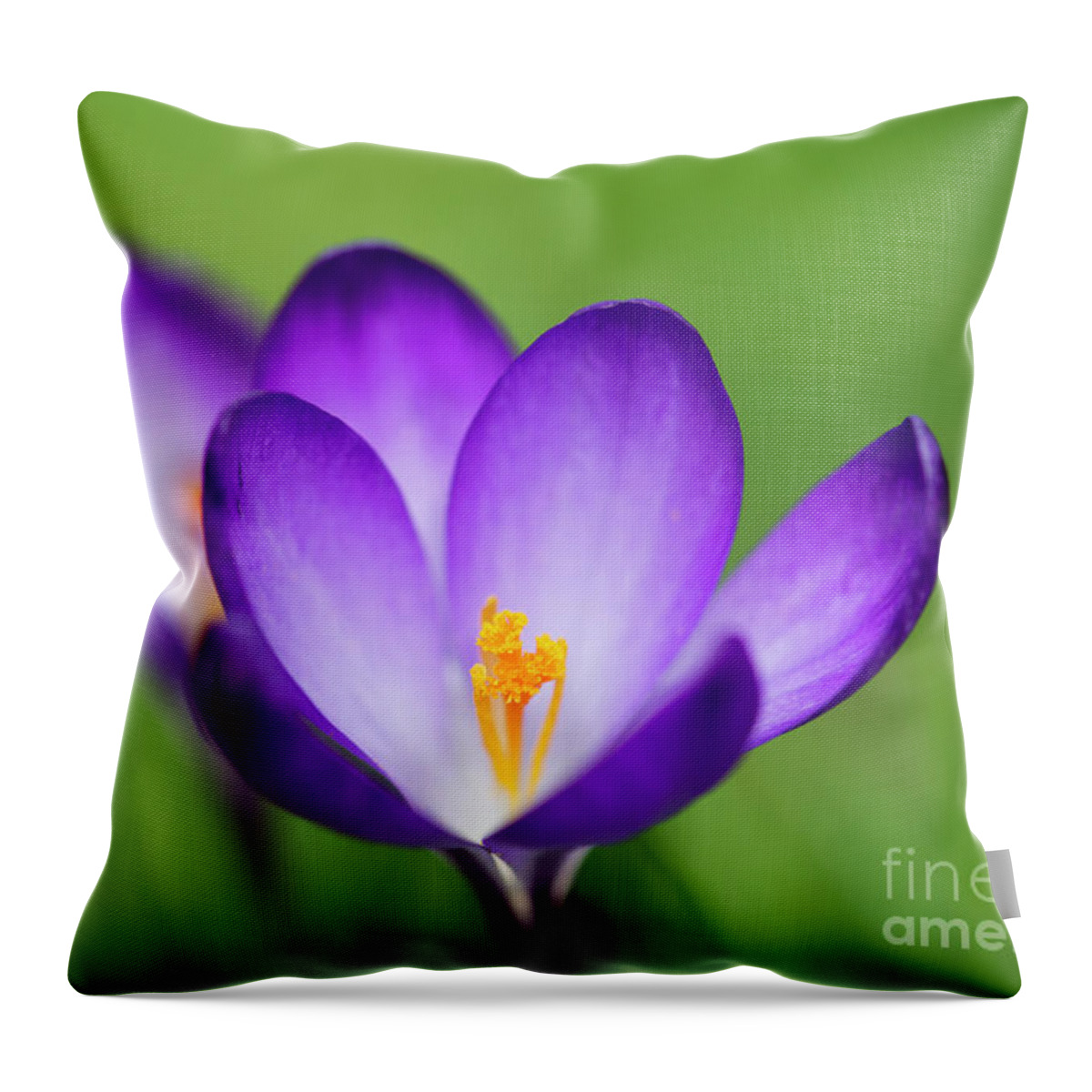 Crocus Throw Pillow featuring the photograph Spring Crocus by Tim Gainey