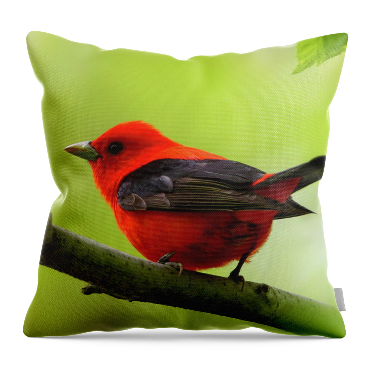 Scarlet Tanager Throw Pillow featuring the photograph Spring Flame - Scarlet Tanager by Bruce J Robinson