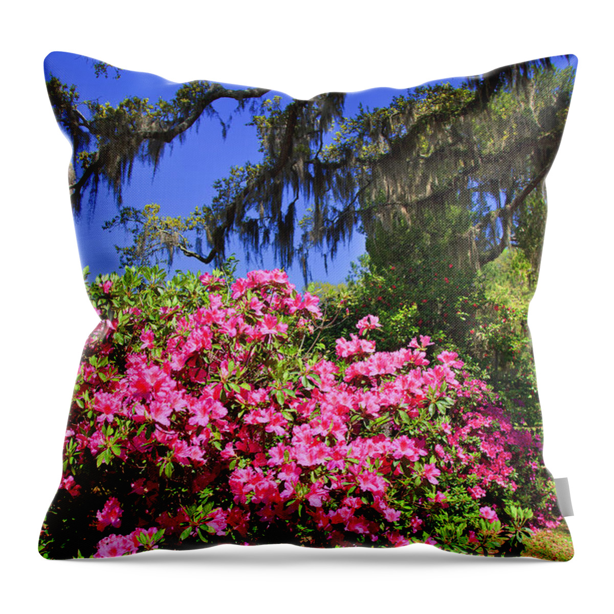 Pink Throw Pillow featuring the photograph Spring in the South by Jill Lang
