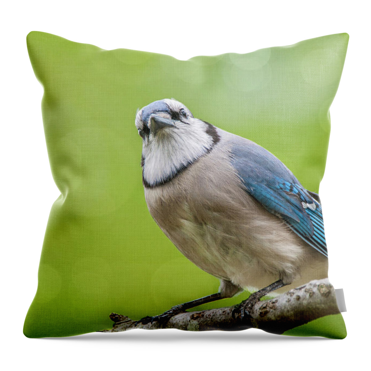 Bird Throw Pillow featuring the photograph Spring Jay by Cathy Kovarik