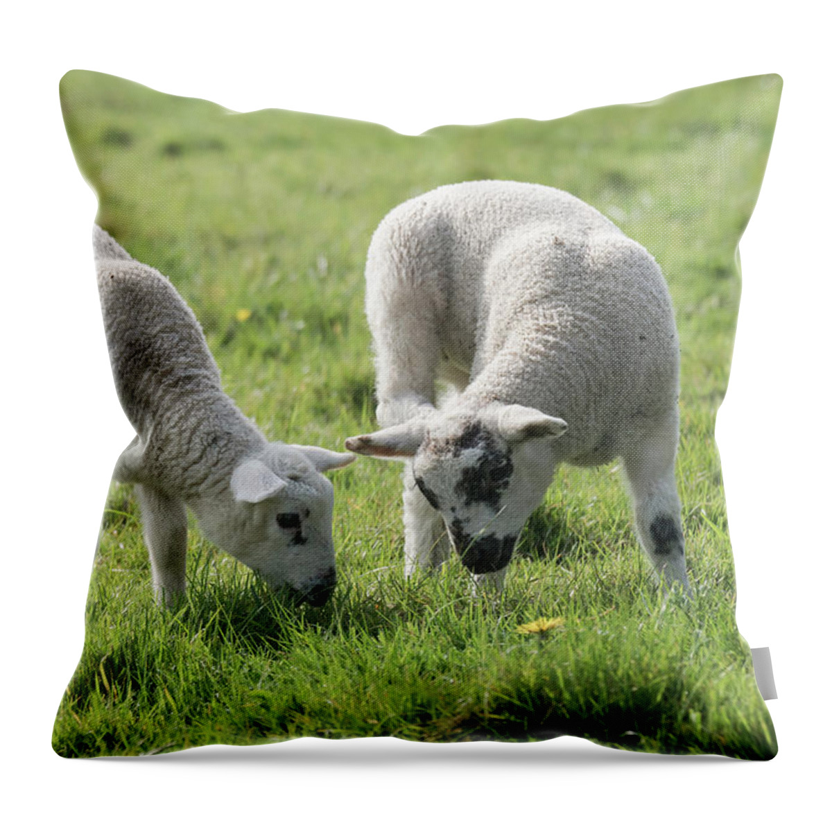 Spring Throw Pillow featuring the photograph Spring Lambs by Scott Carruthers