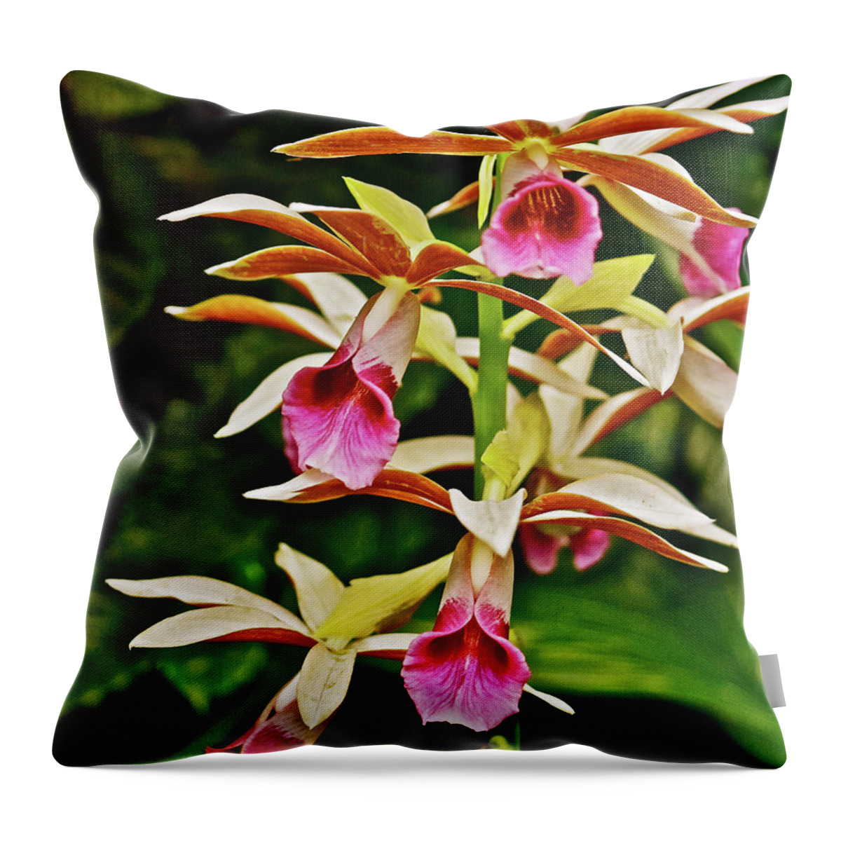 Nun Orchids Throw Pillow featuring the photograph Spring Show 16 Nun Orchids by Janis Senungetuk