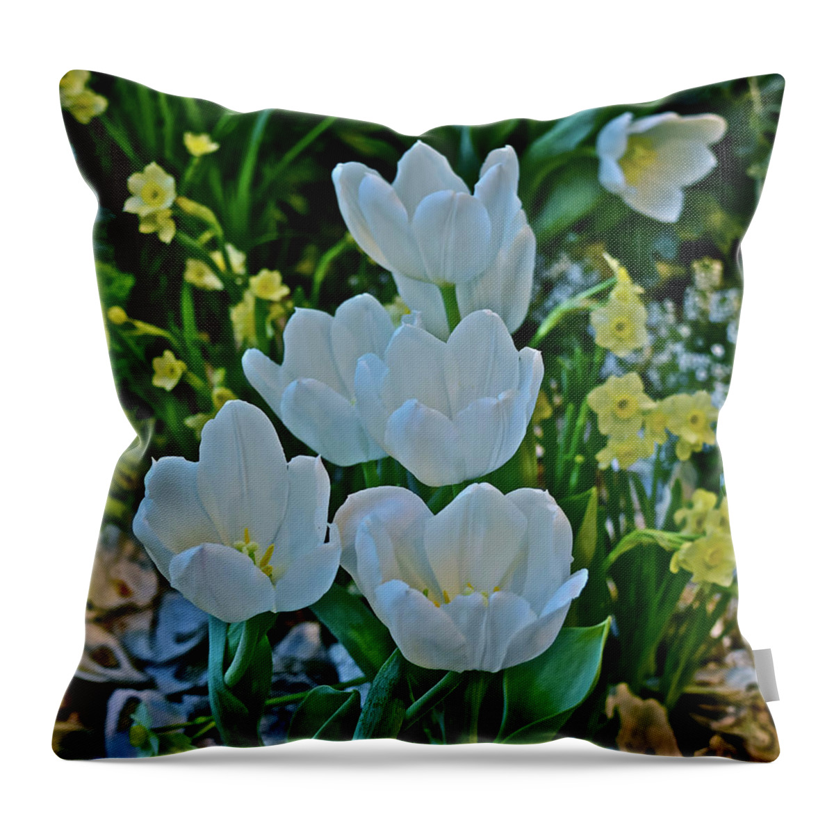Tulips Throw Pillow featuring the photograph Spring Show 18 White Tulips and Minnow Daffodils by Janis Senungetuk